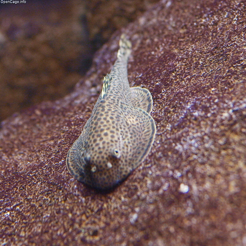 Thumbnail 2 Beaufortia kweichowensis