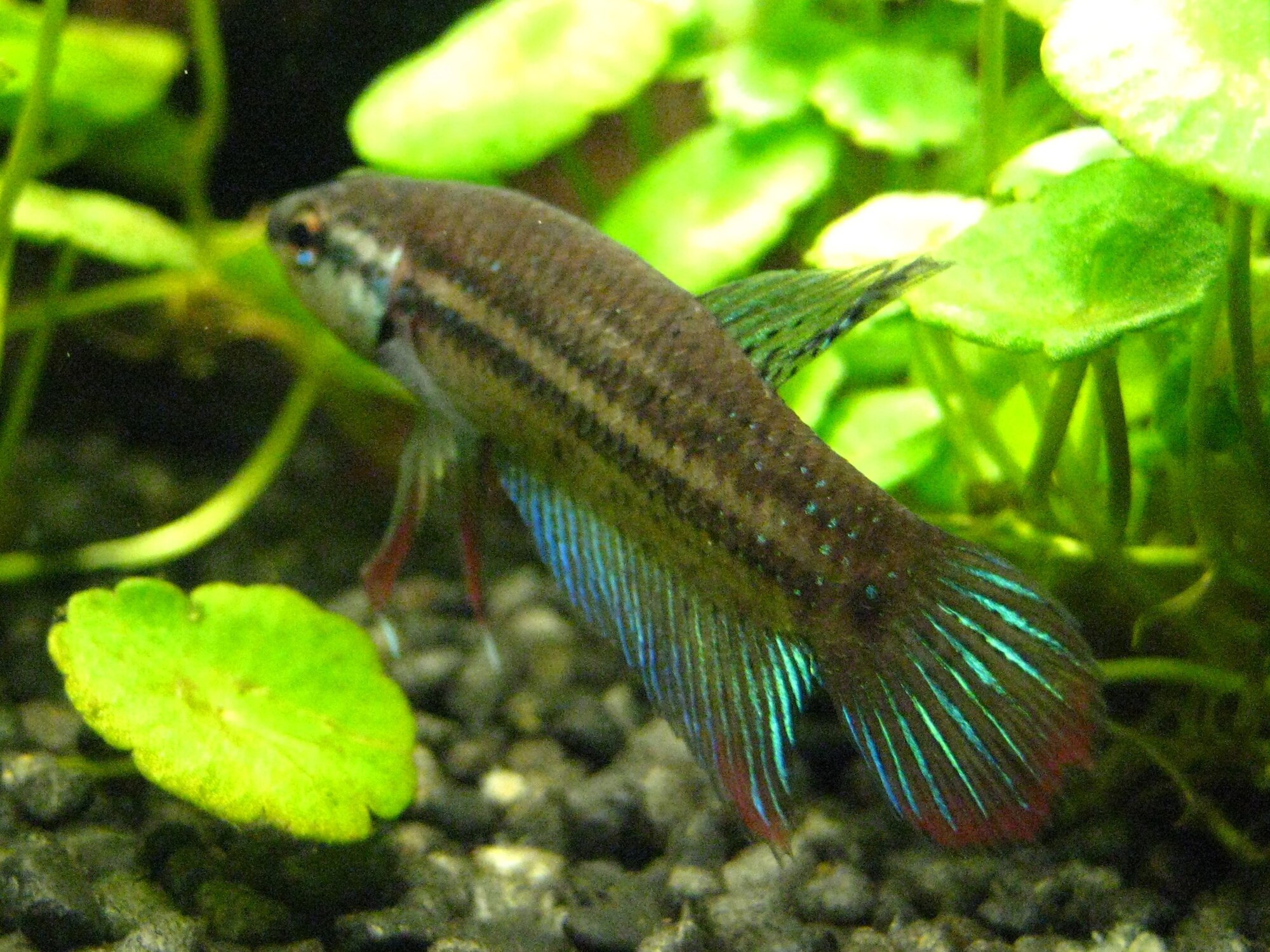 Thumbnail 2 Betta imbellis