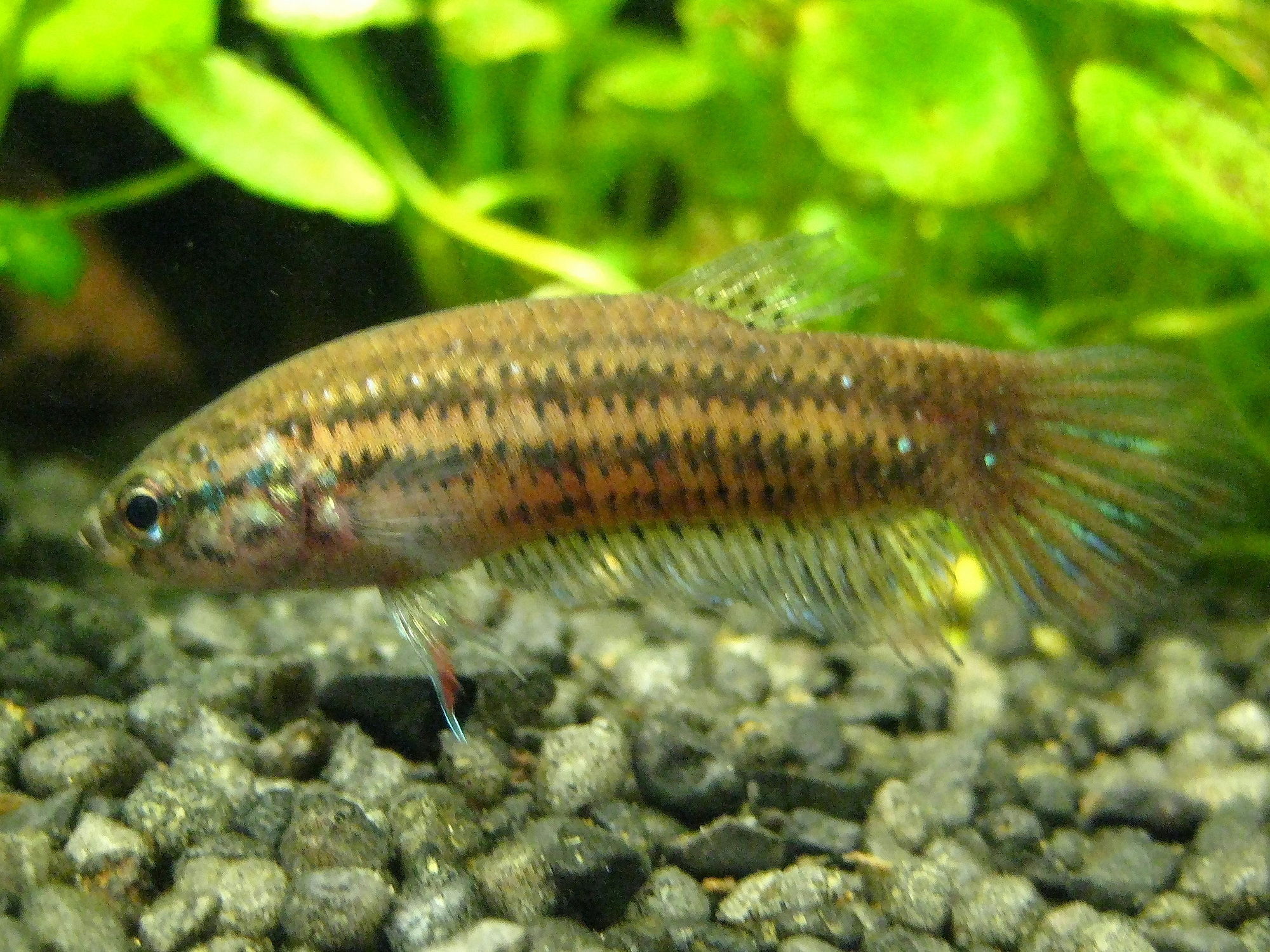 Thumbnail 3 Betta imbellis