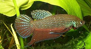Thumbnail 3 Betta smaragdina