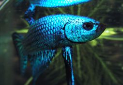 Betta smaragdina