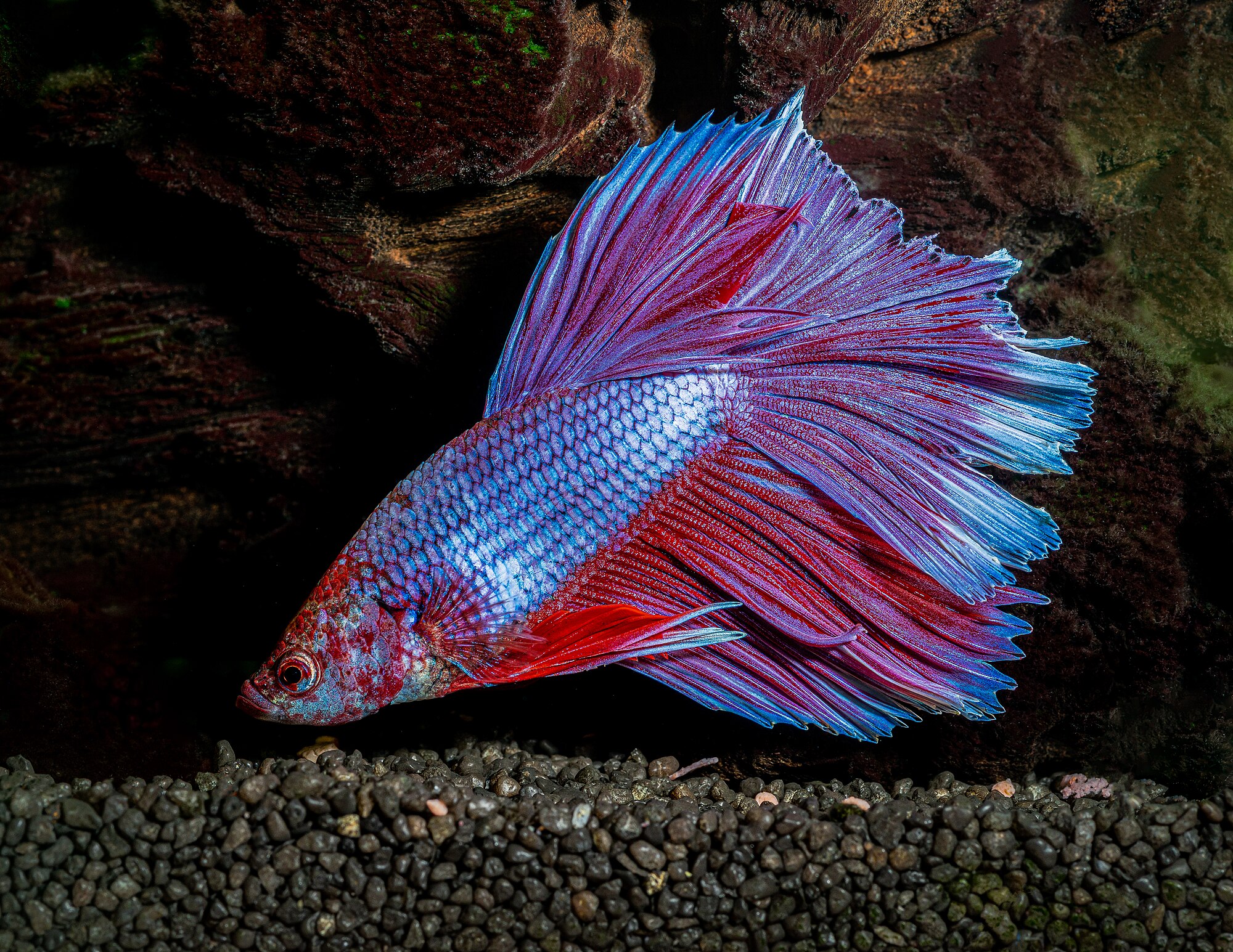 Betta splendens