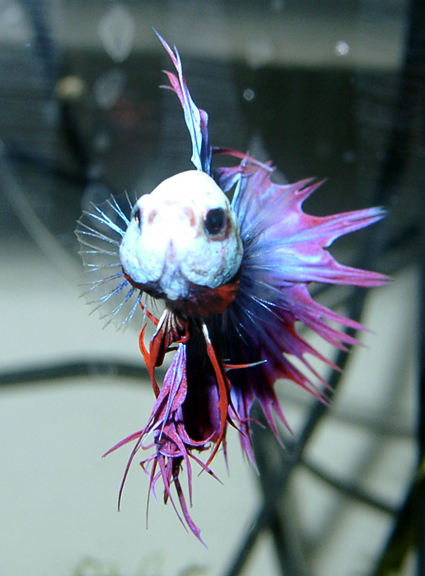 Thumbnail 2 Betta splendens