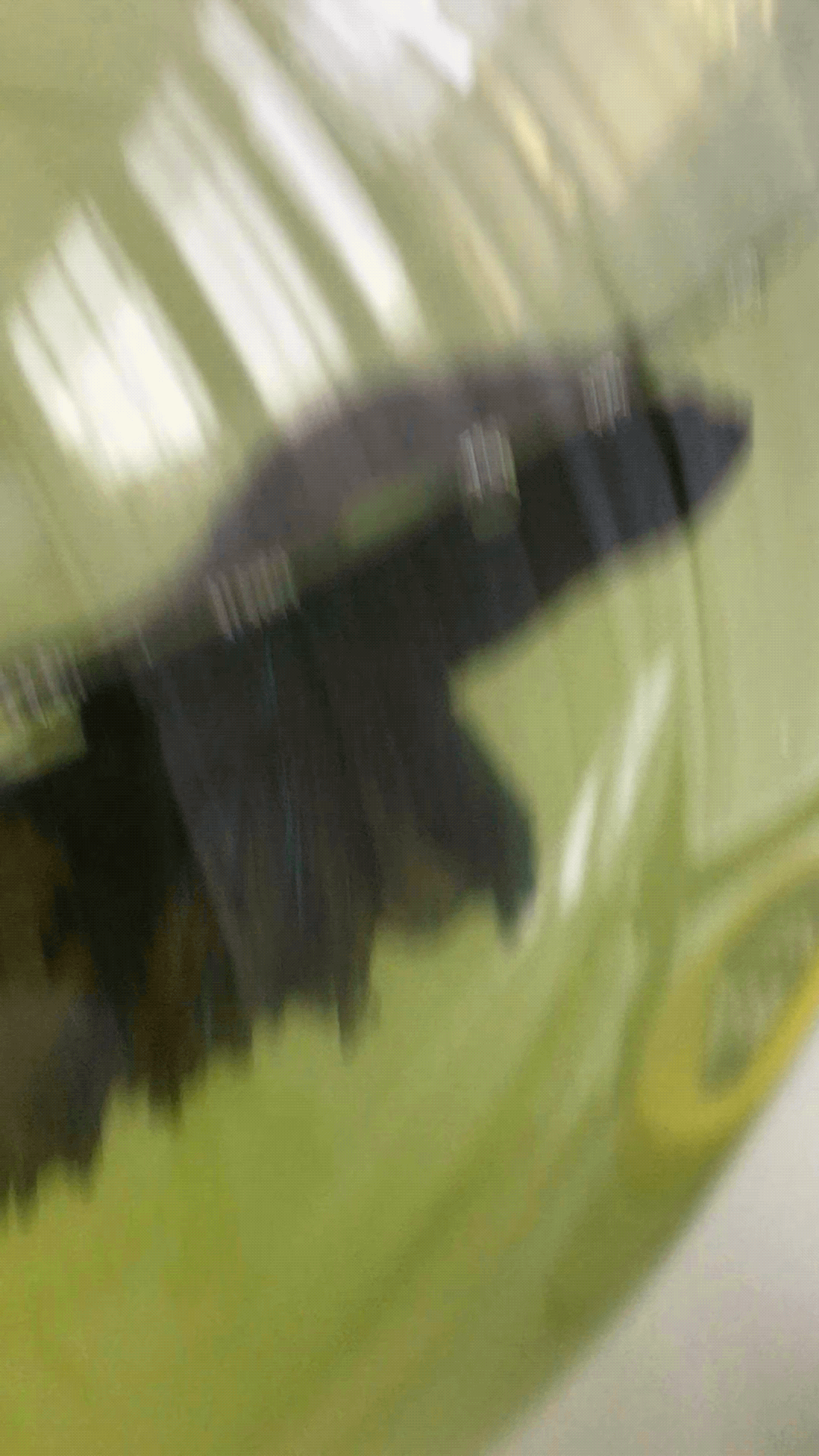 Thumbnail 3 Betta splendens