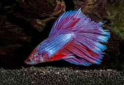 Betta splendens