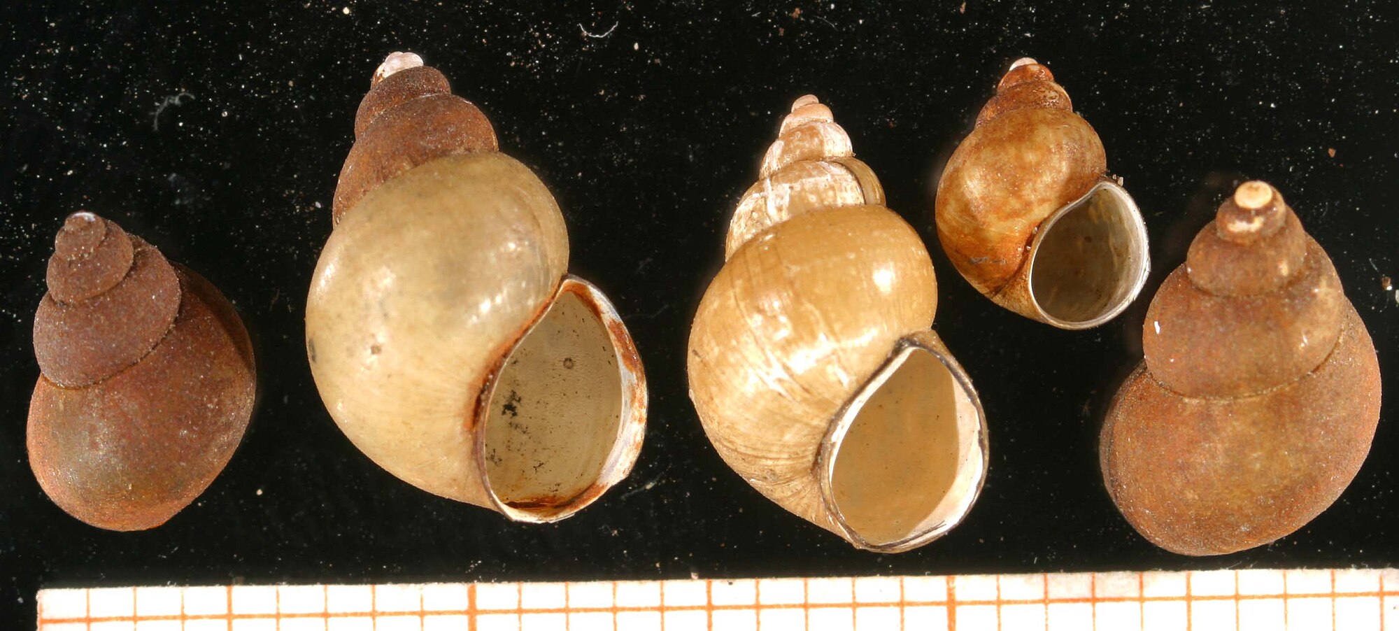 Thumbnail 3 Bithynia tentaculata