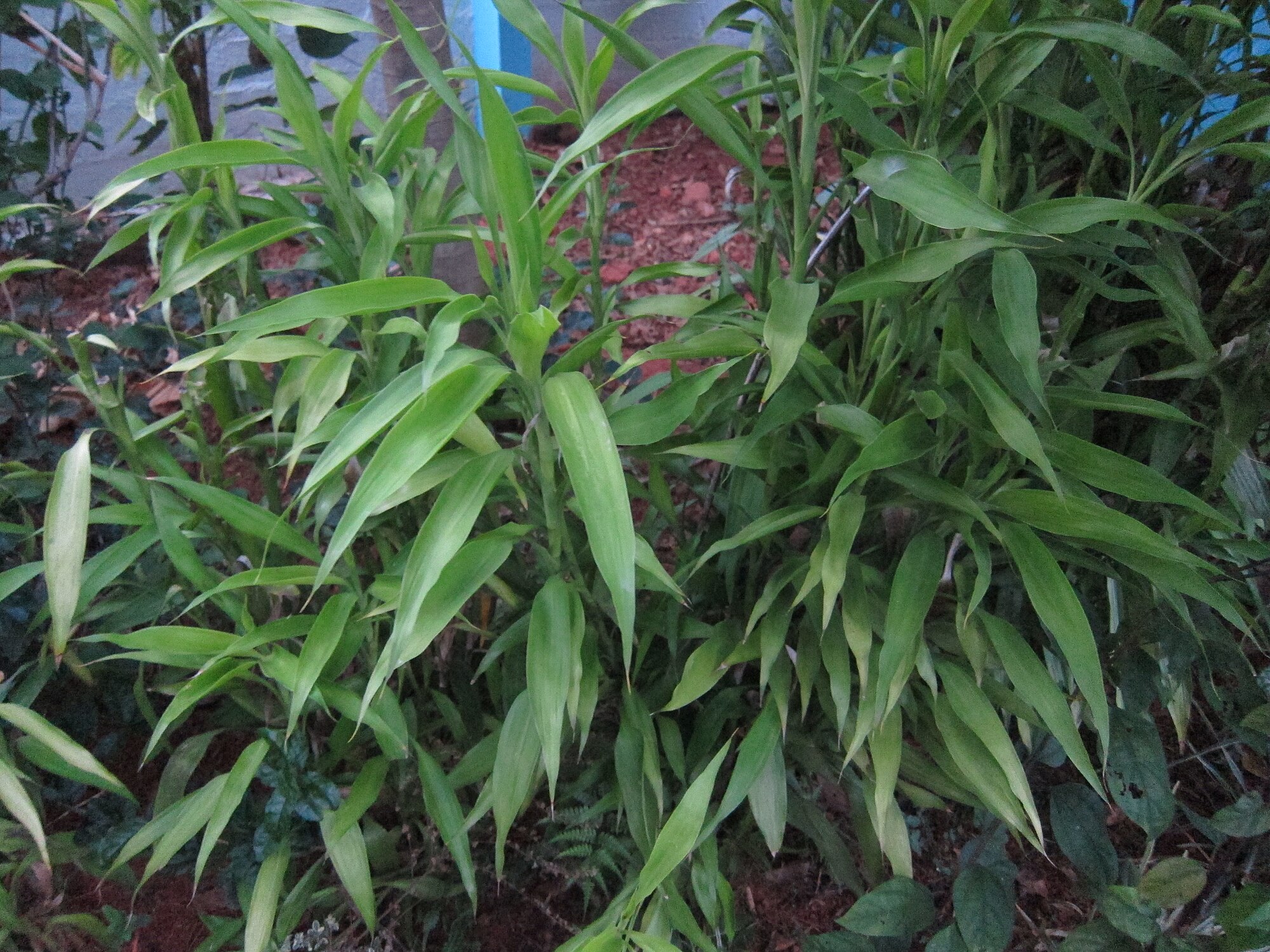 Thumbnail 3 Blyxa aubertii