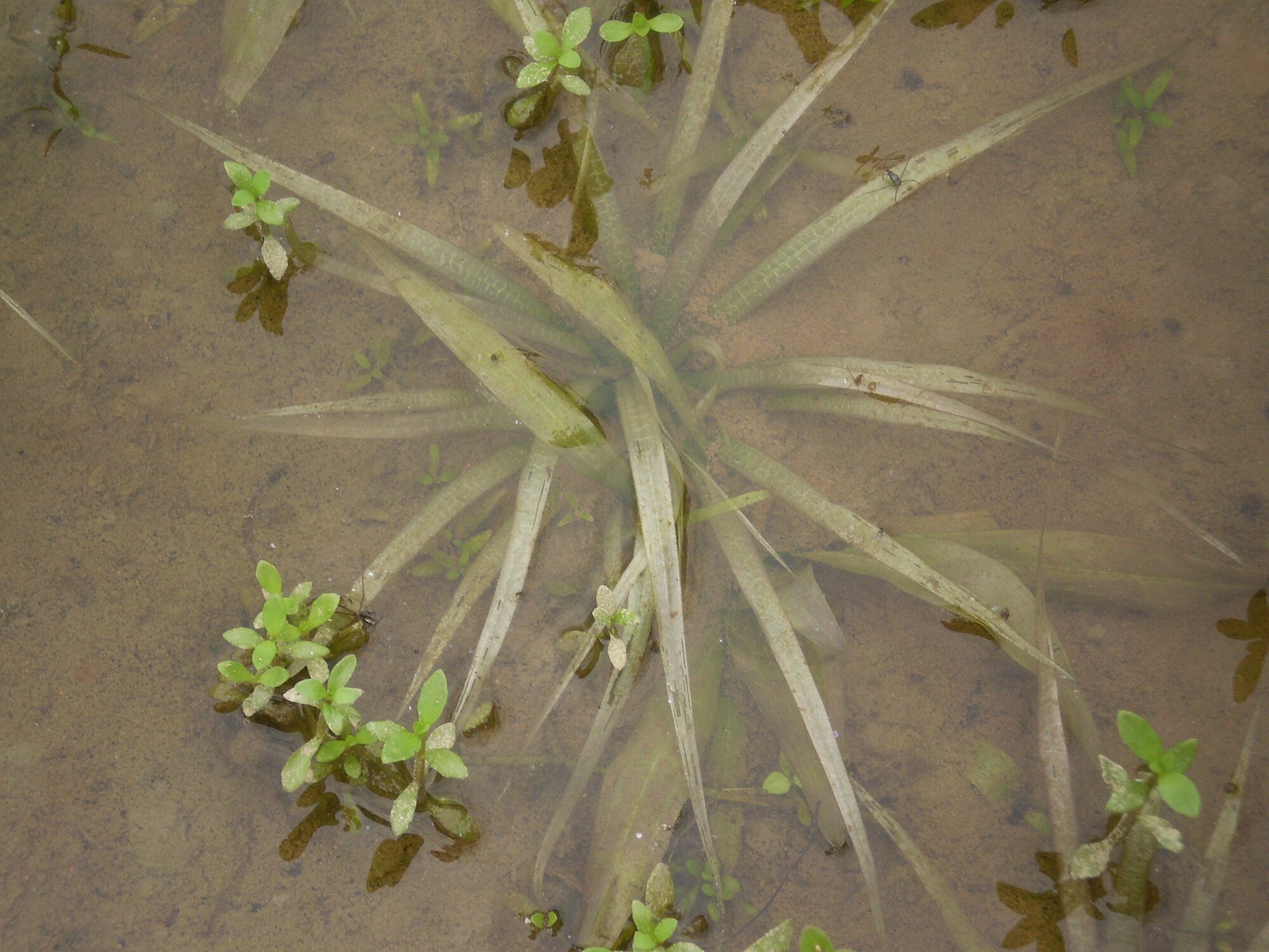 Blyxa japonica