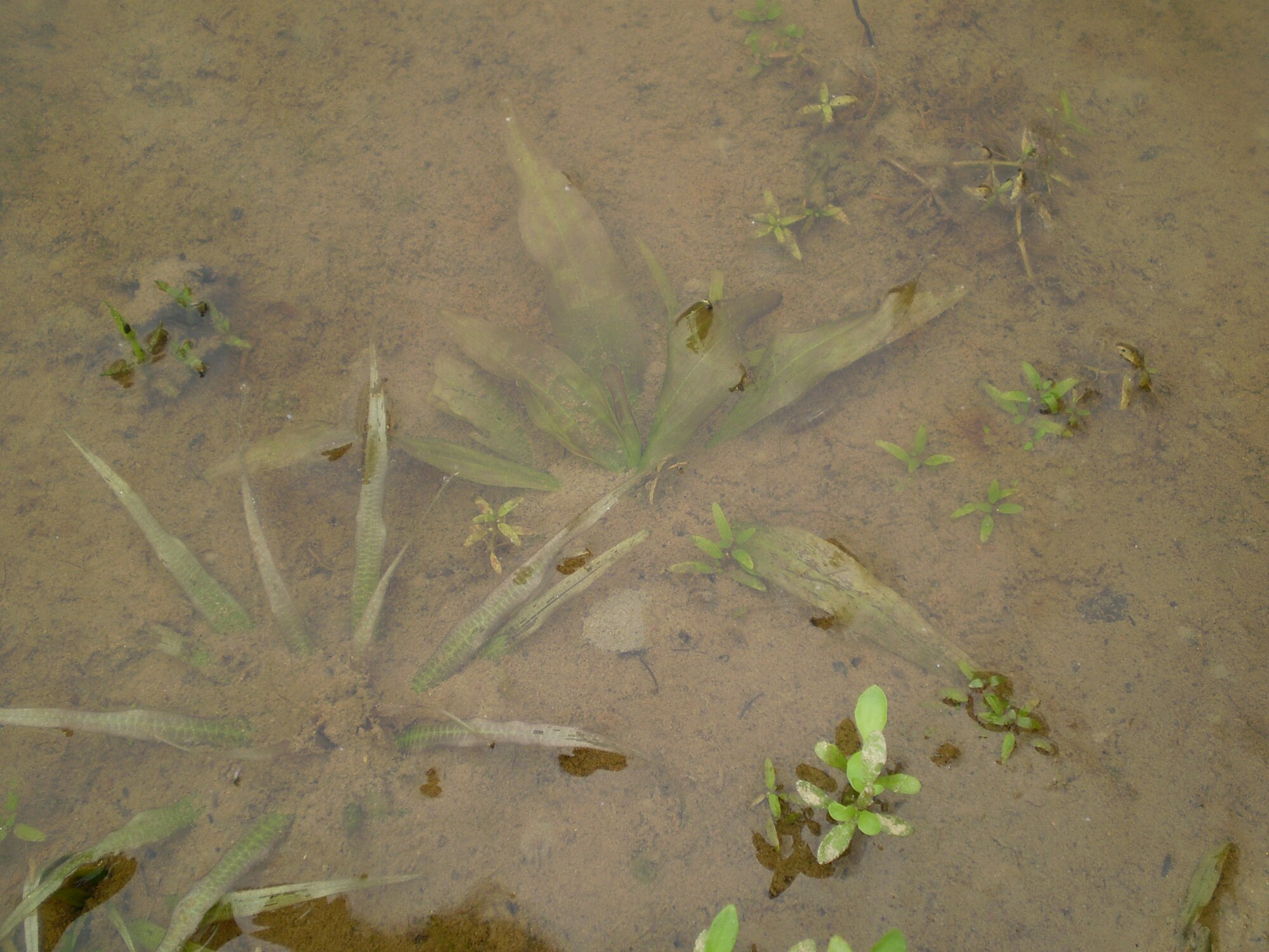 Thumbnail 2 Blyxa japonica