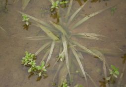 Blyxa japonica