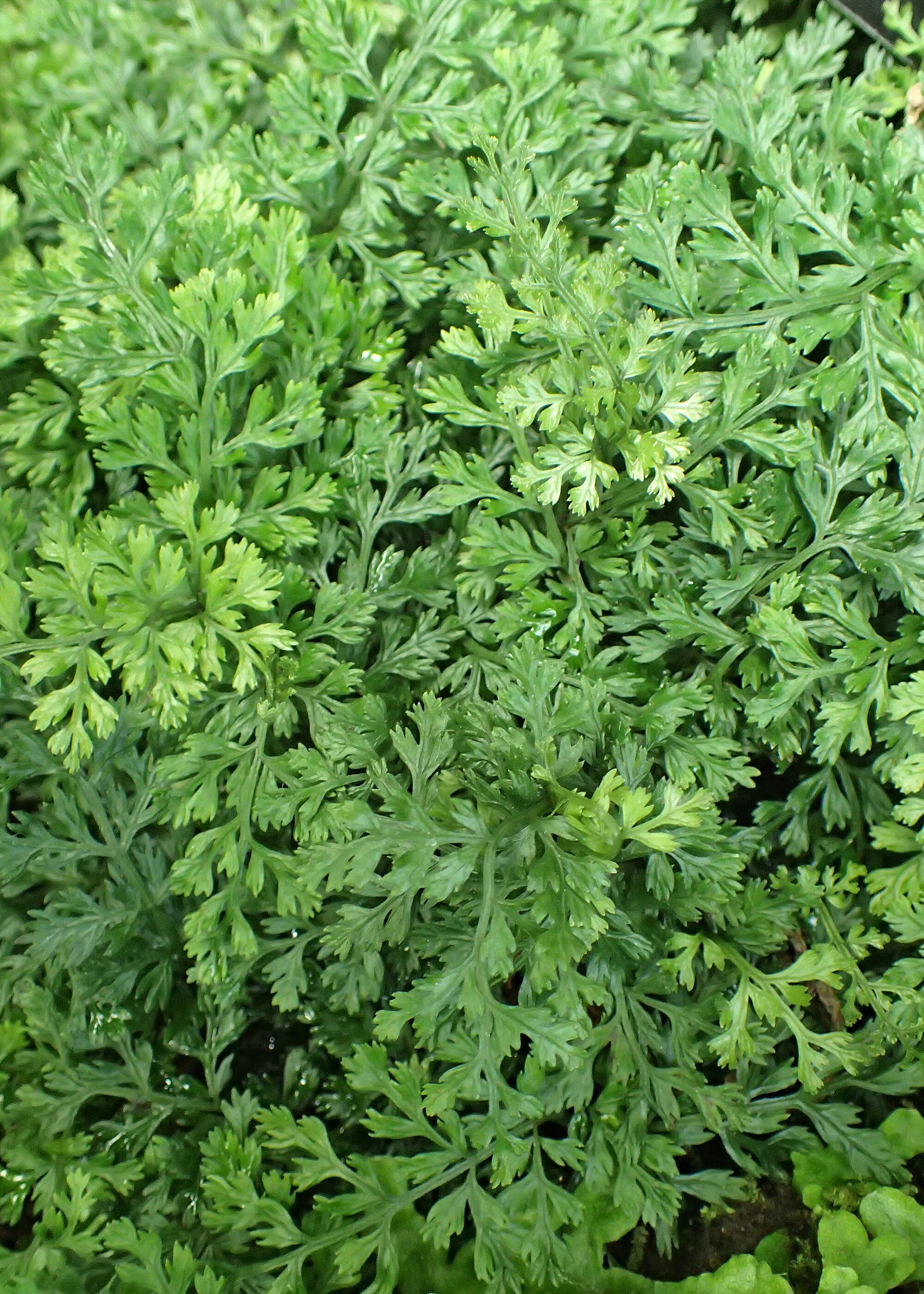 Thumbnail 2 Bolbitis heteroclita