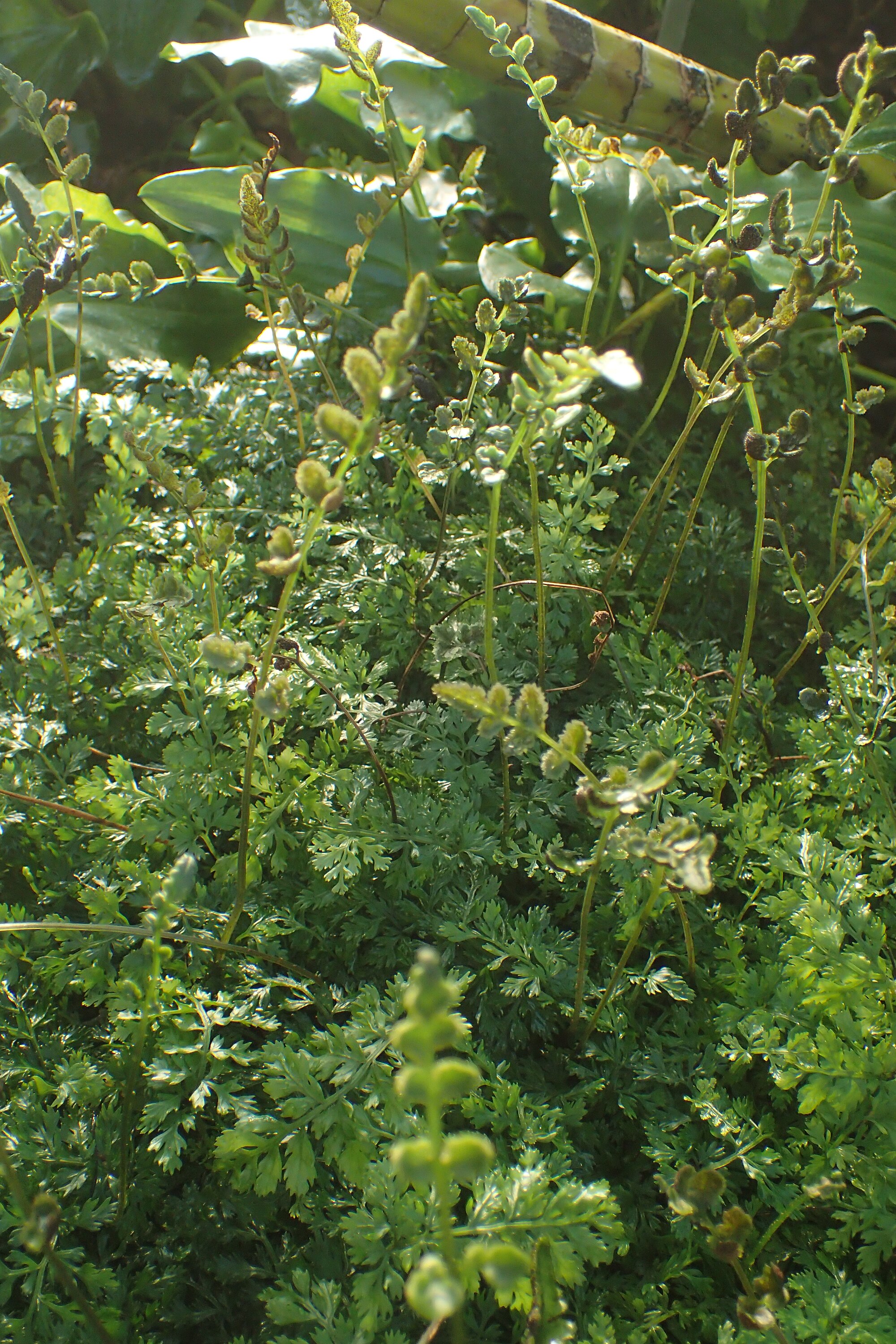 Thumbnail 3 Bolbitis heteroclita