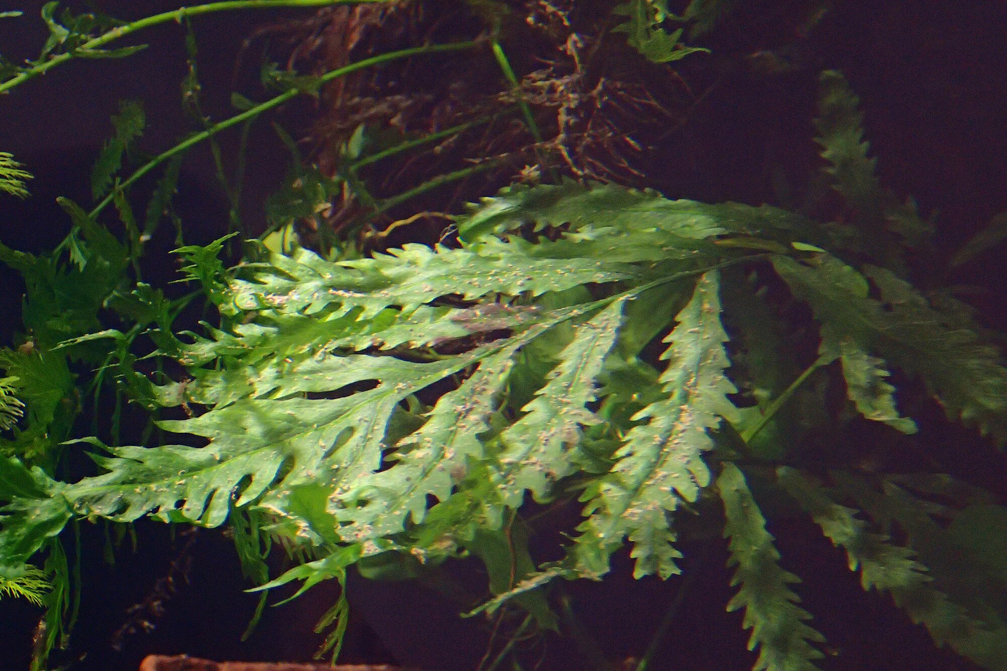 Bolbitis heudelotii
