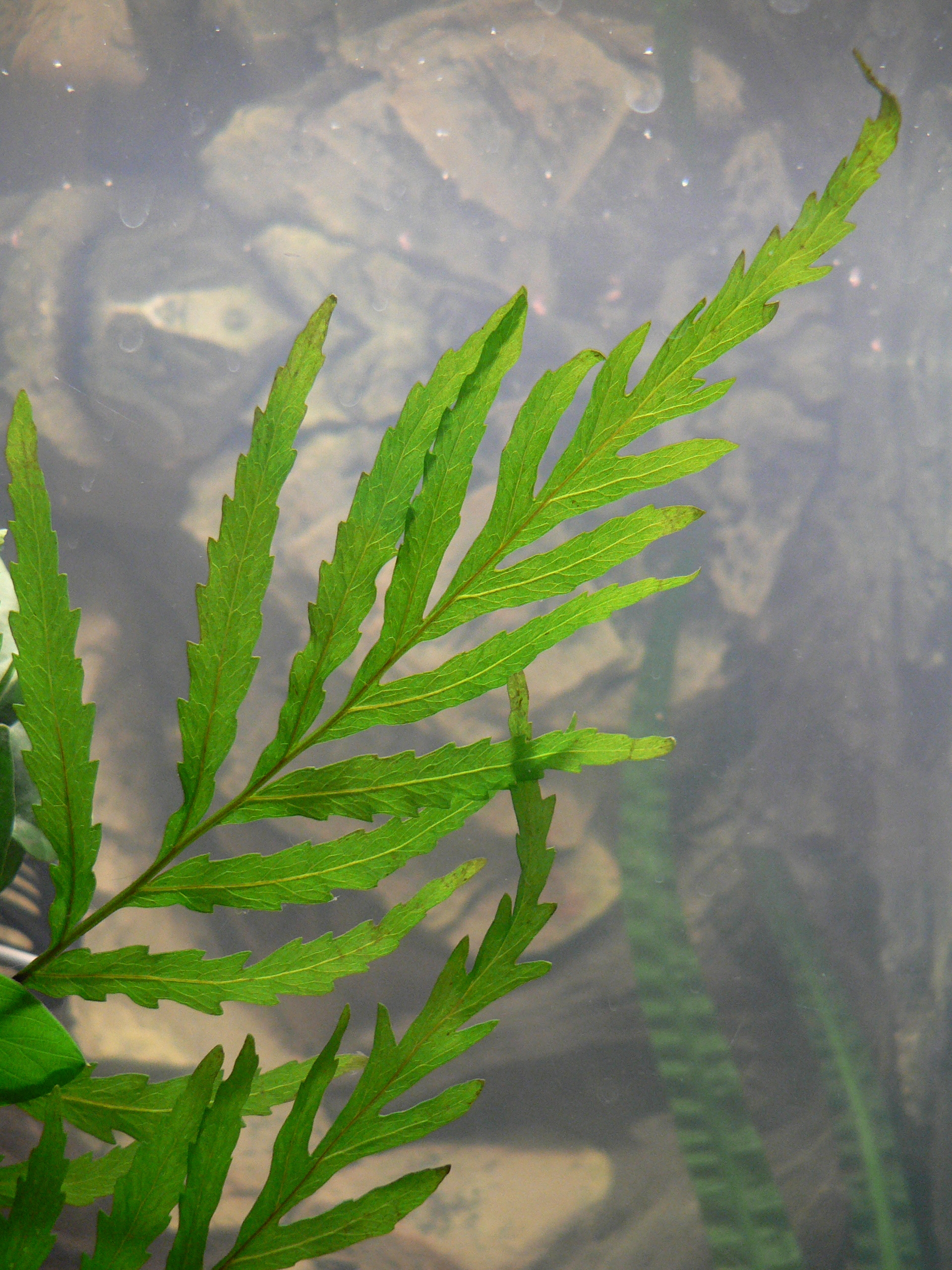 Thumbnail 2 Bolbitis heudelotii