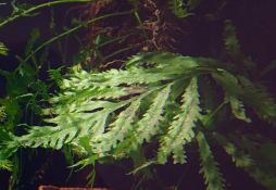 Bolbitis heudelotii
