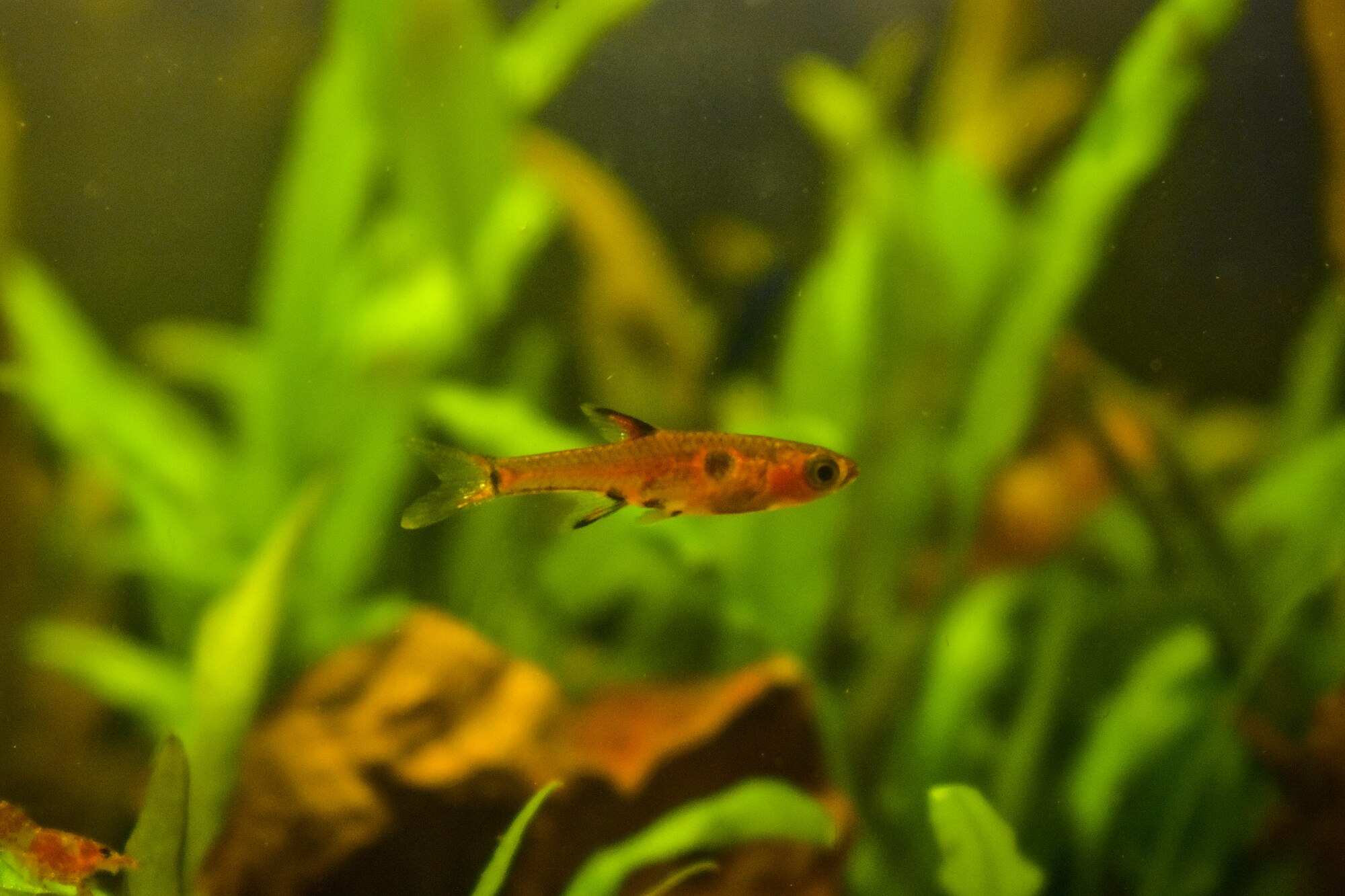 Thumbnail 2 Boraras maculatus
