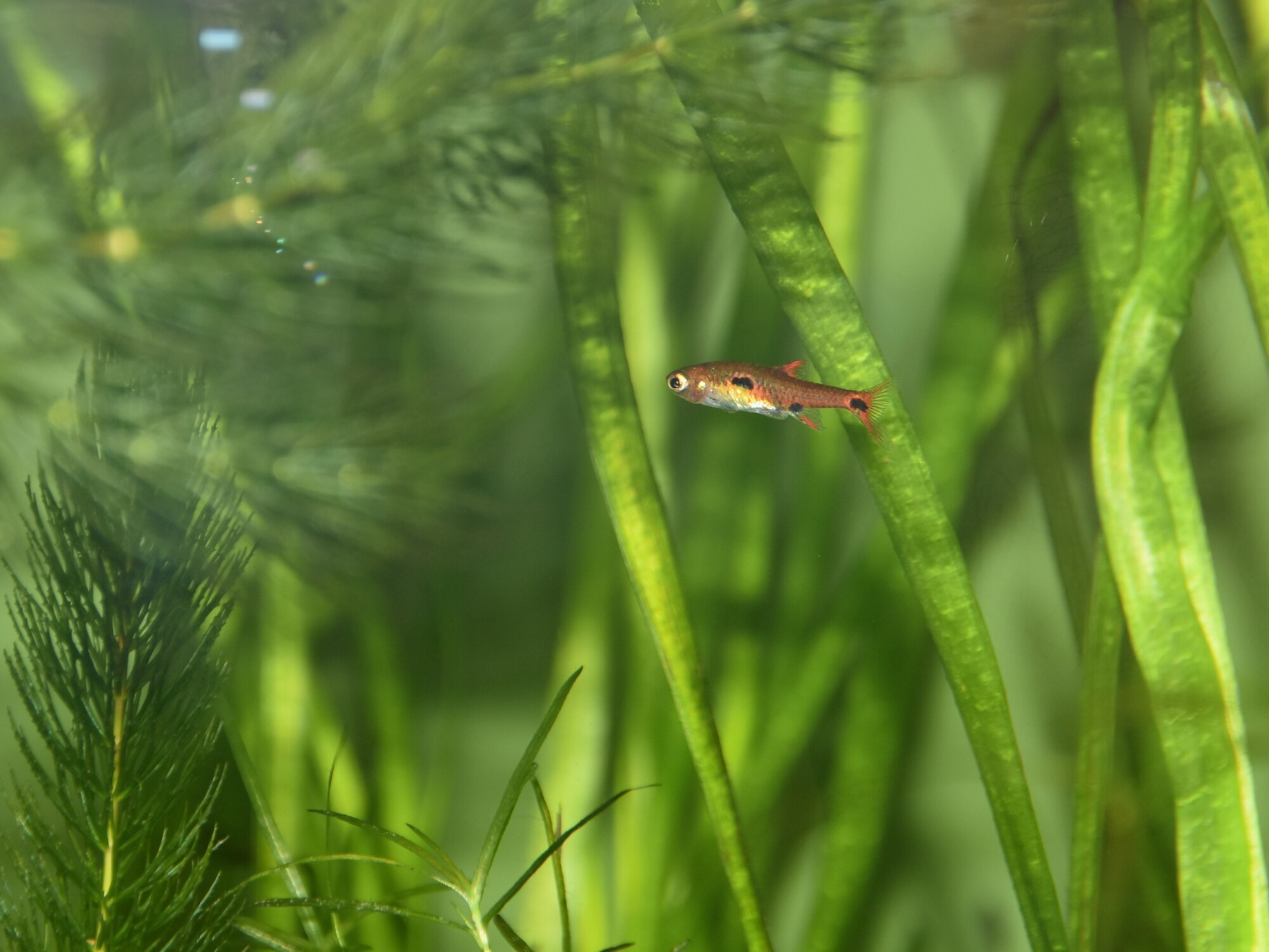 Thumbnail 3 Boraras maculatus