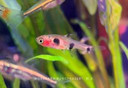 Boraras maculatus