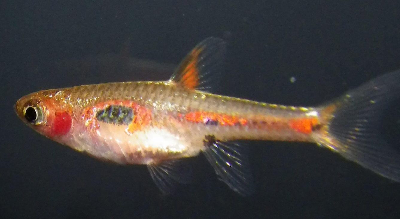 Thumbnail 2 Boraras merah