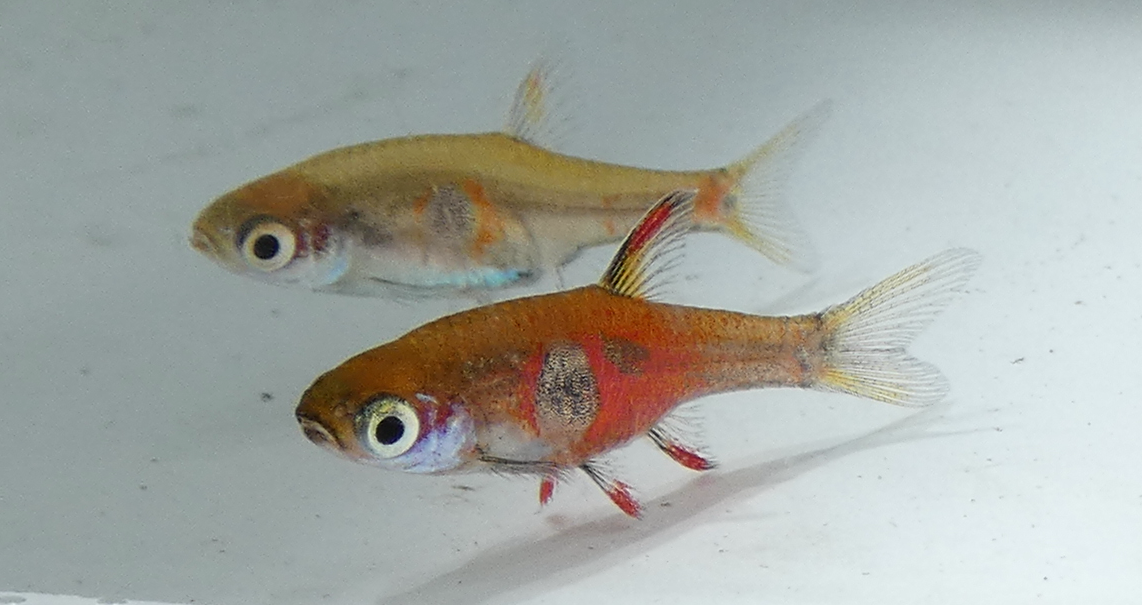 Thumbnail 2 Boraras naevus
