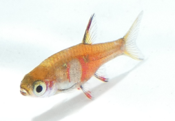 Boraras naevus