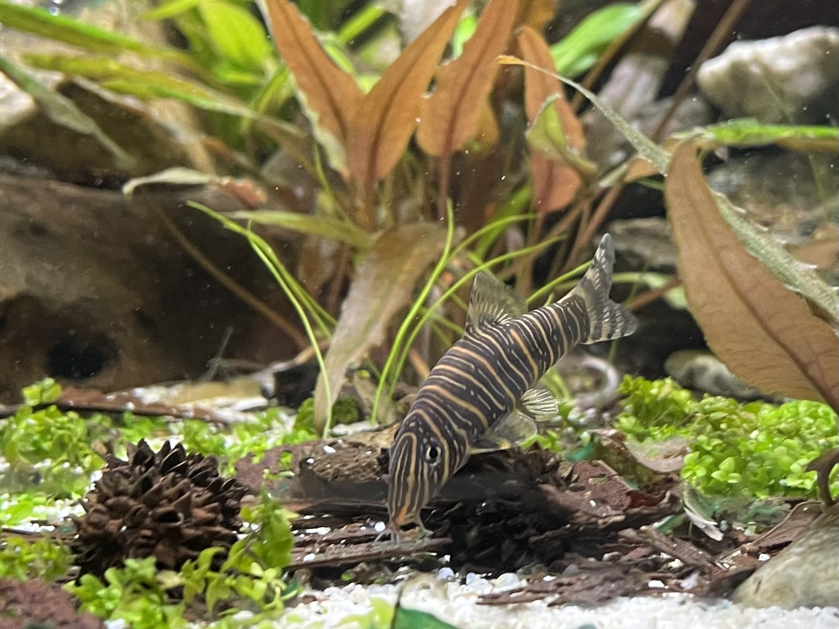 Thumbnail 2 Botia striata