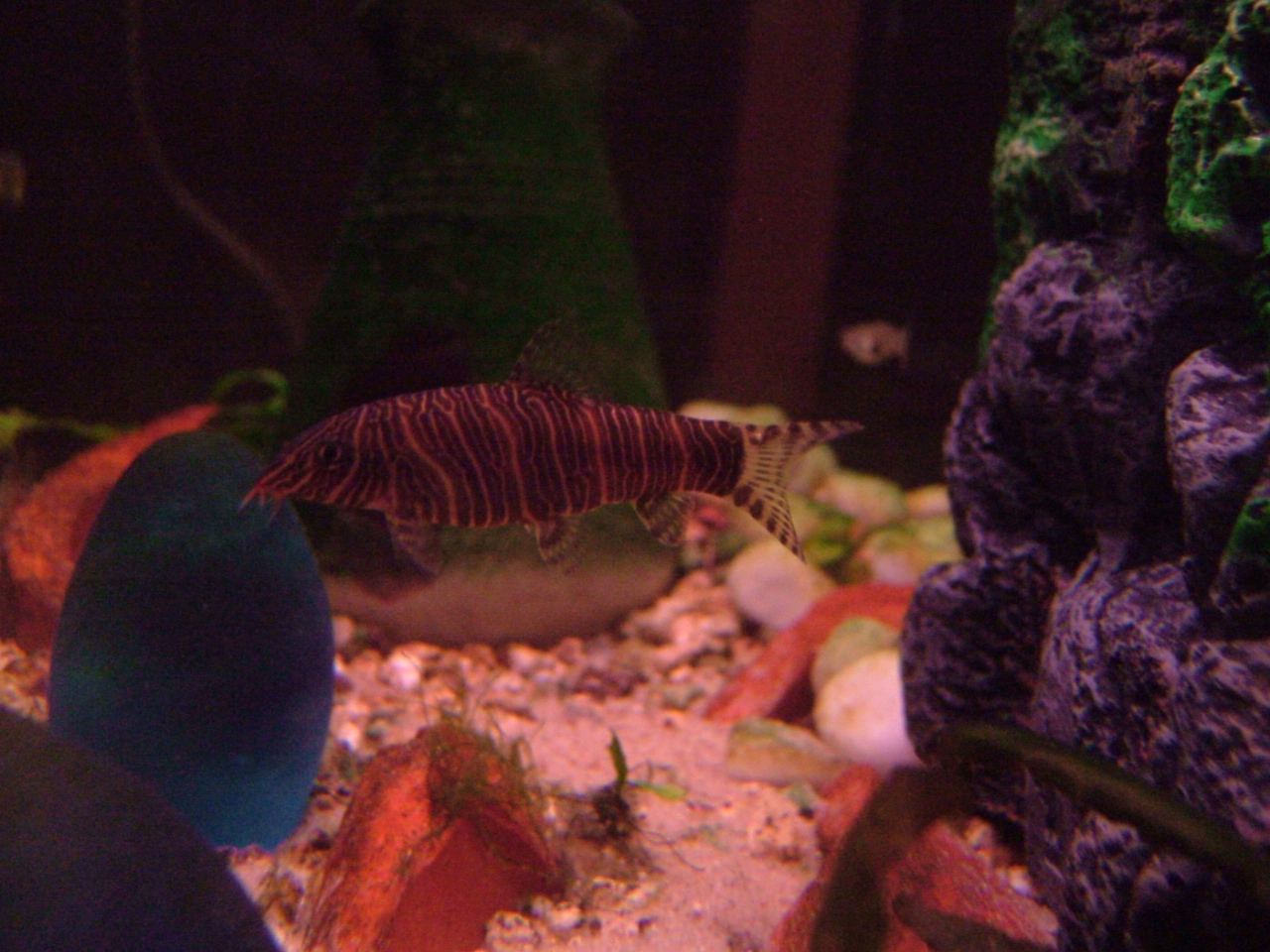 Thumbnail 3 Botia striata