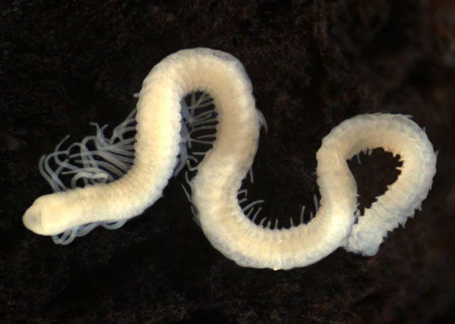 Branchiura sowerbyi