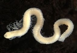 Branchiura sowerbyi