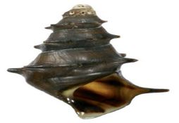 Brotia pagodula