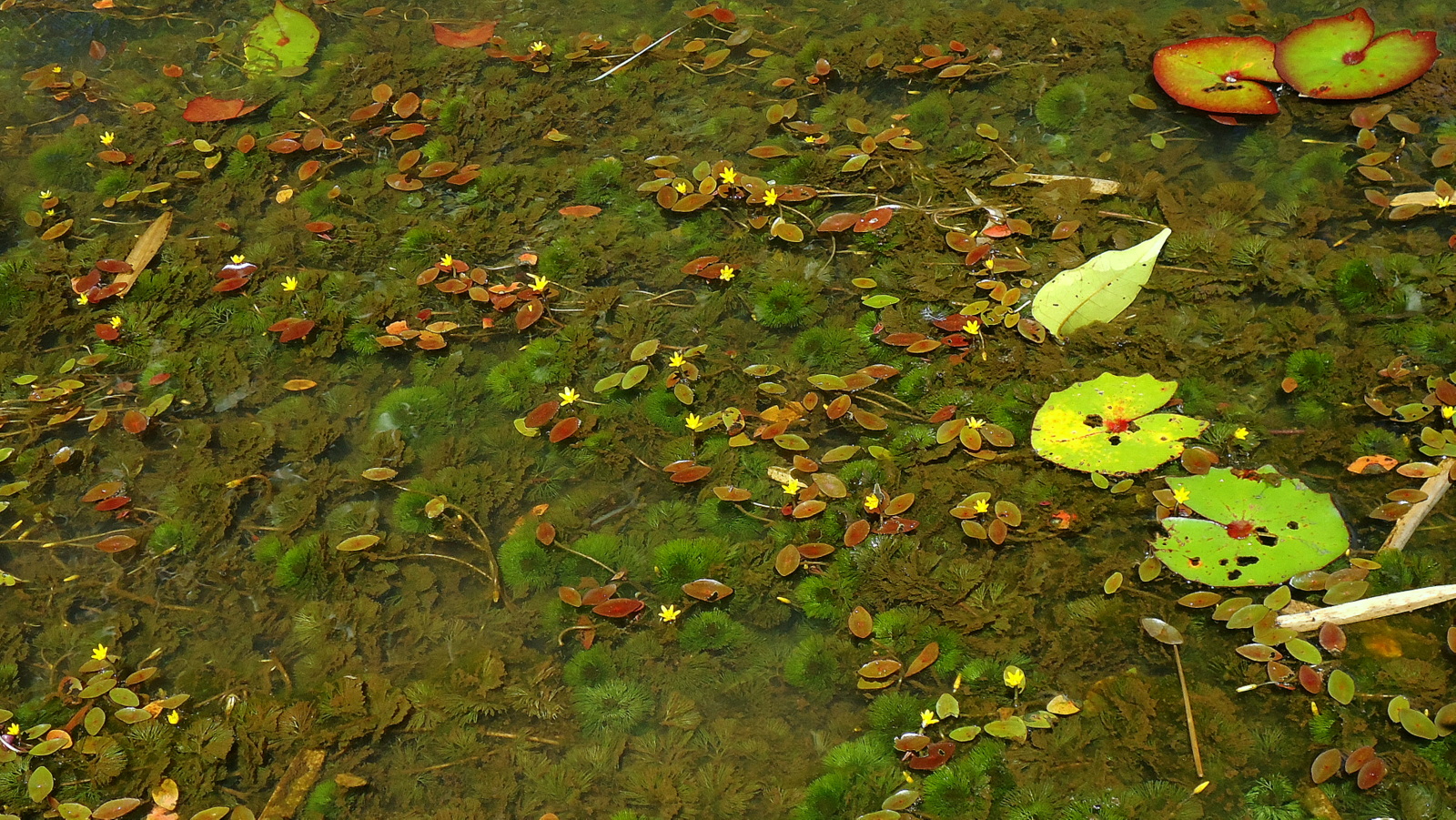 Thumbnail 2 Cabomba aquatica