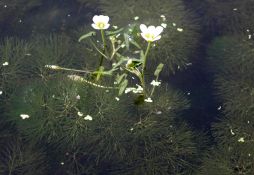 Cabomba caroliniana