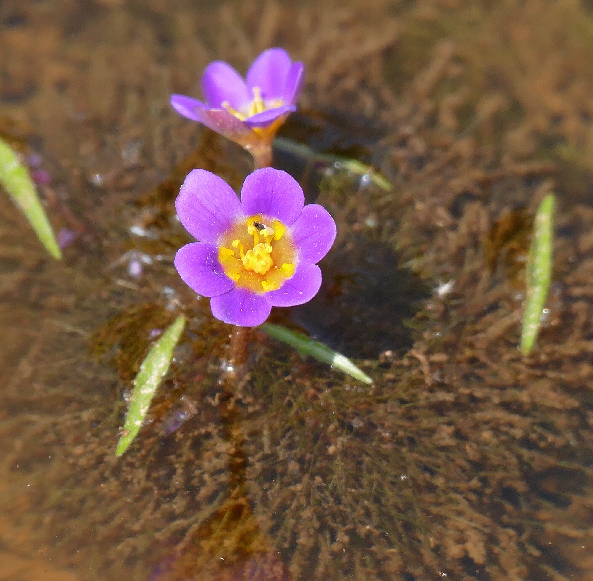 Thumbnail 3 Cabomba furcata
