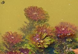 Cabomba furcata