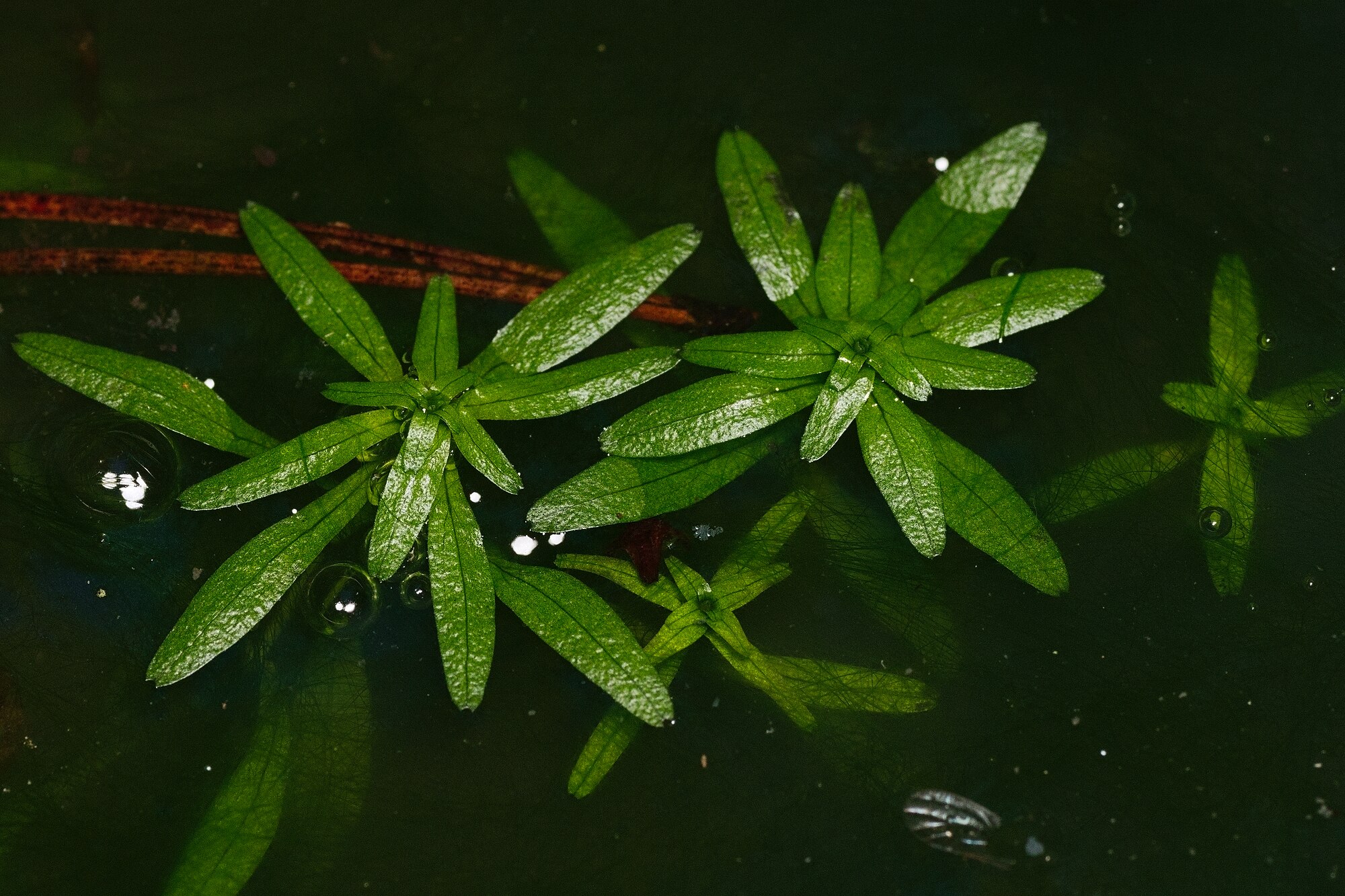 Thumbnail 3 Callitriche palustris