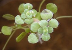 Callitriche palustris