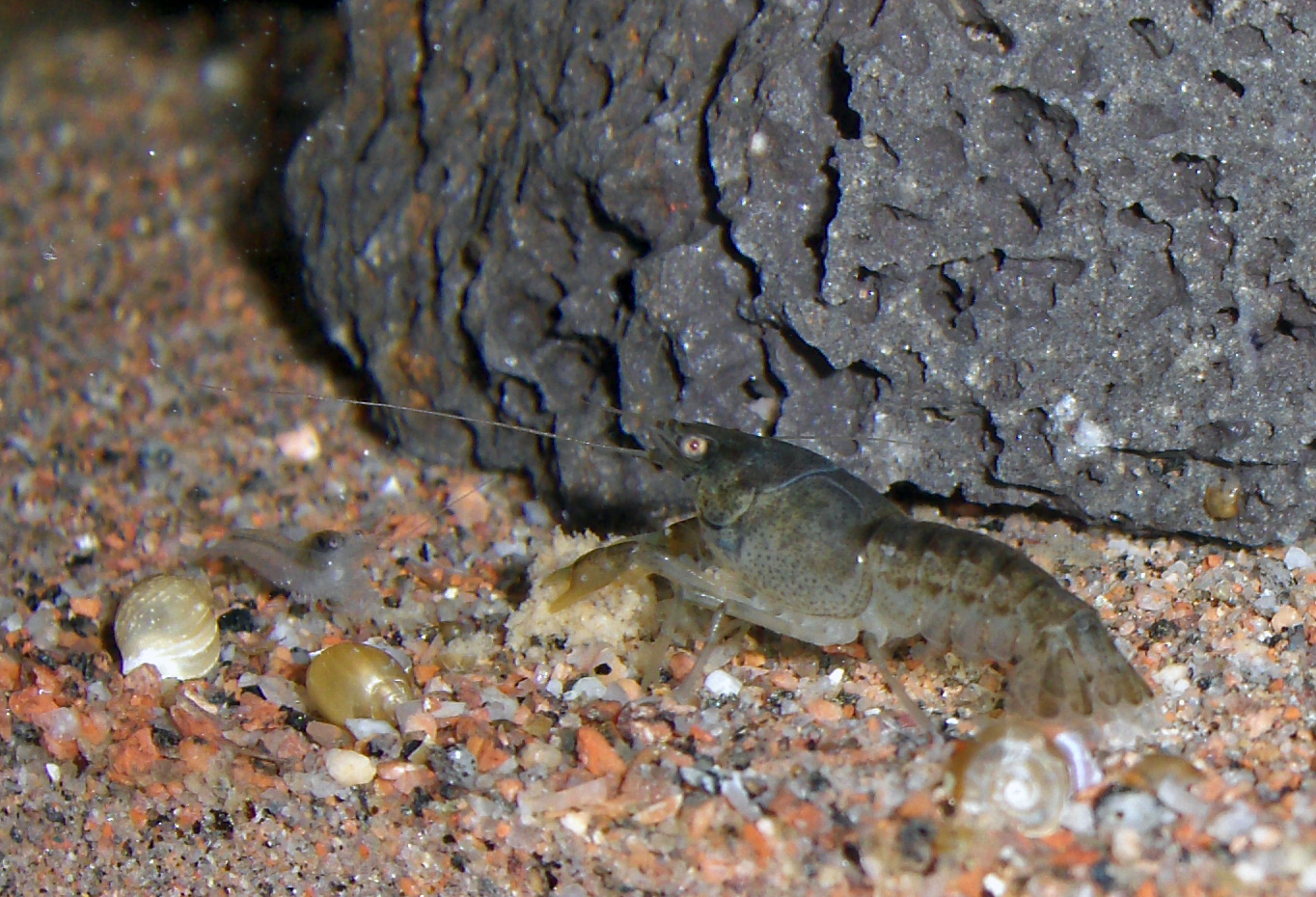 Thumbnail 2 Cambarellus patzcuarensis