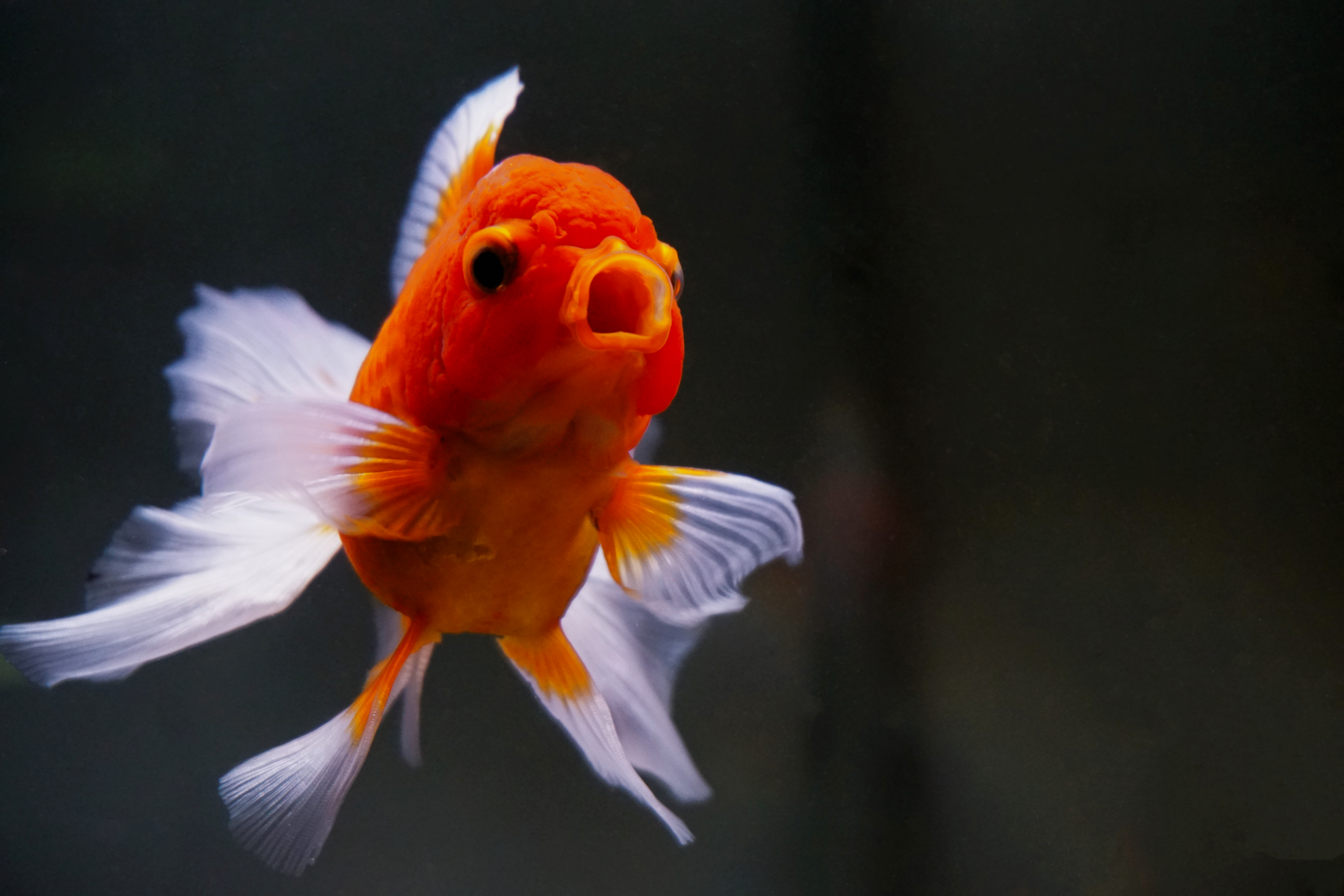 Thumbnail 3 Carassius auratus