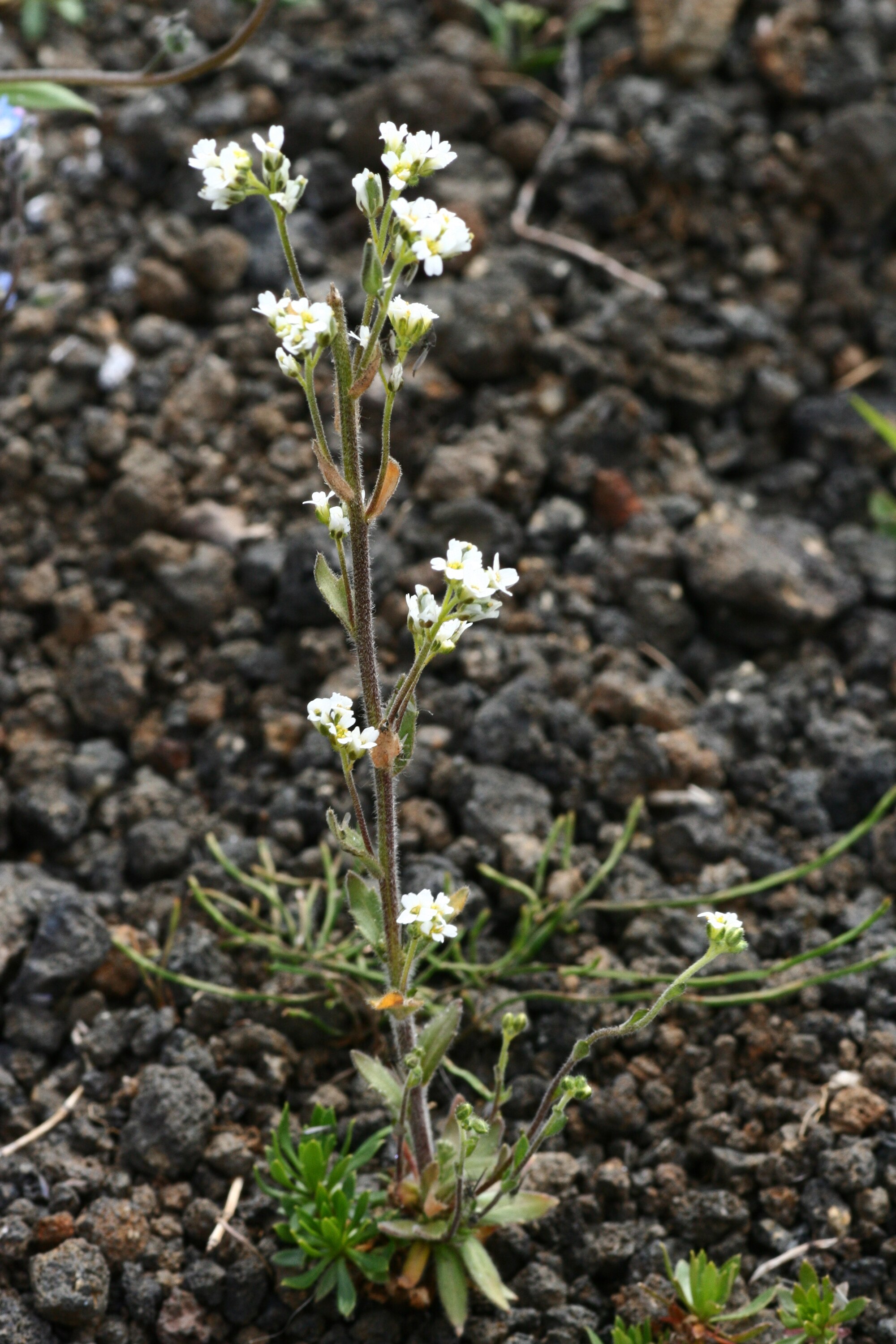 Thumbnail 2 Cardamine lyrata