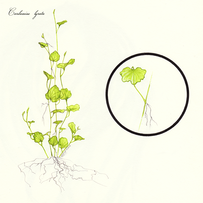 Thumbnail 3 Cardamine lyrata
