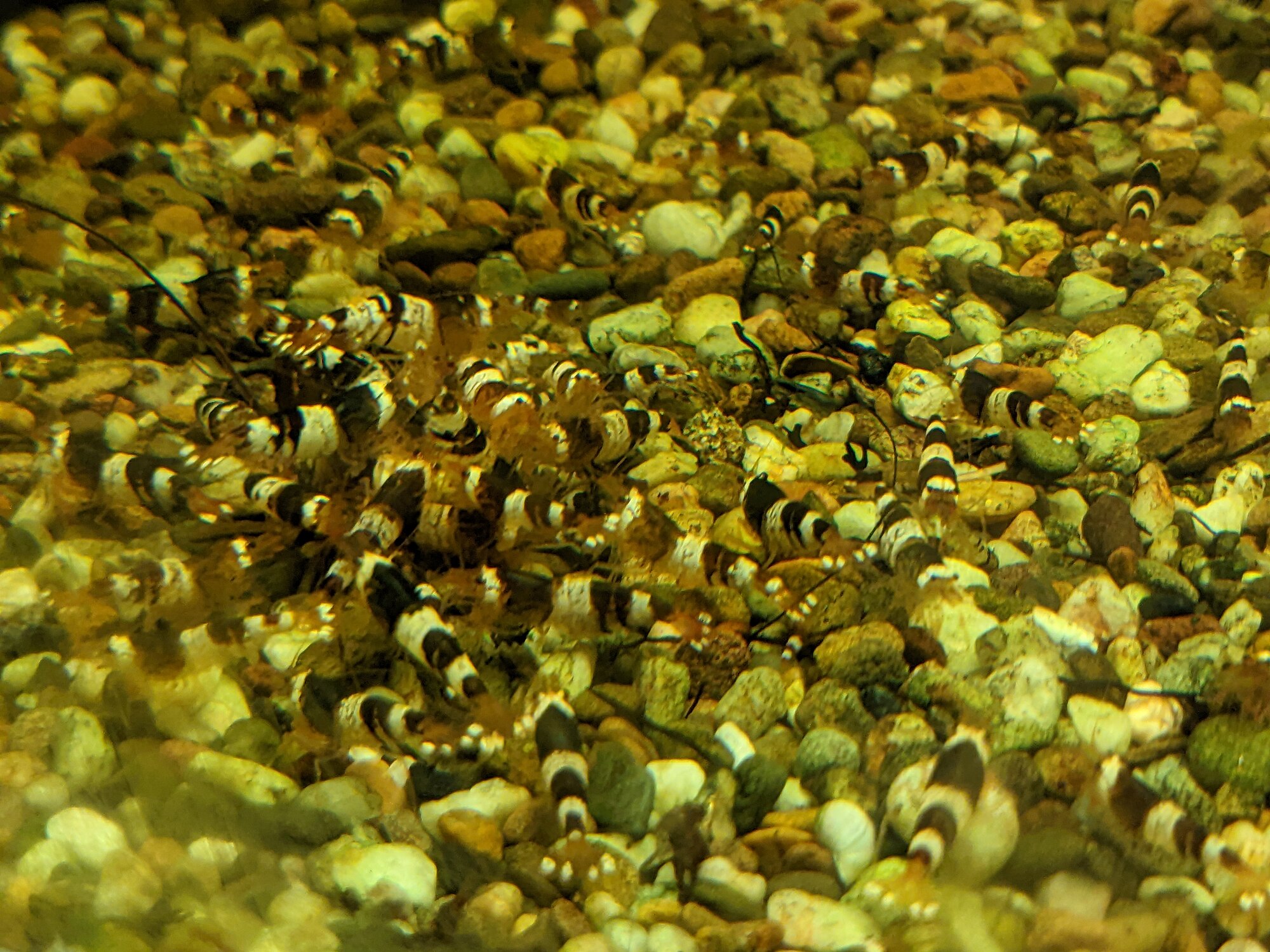 Thumbnail 2 Caridina cantonensis