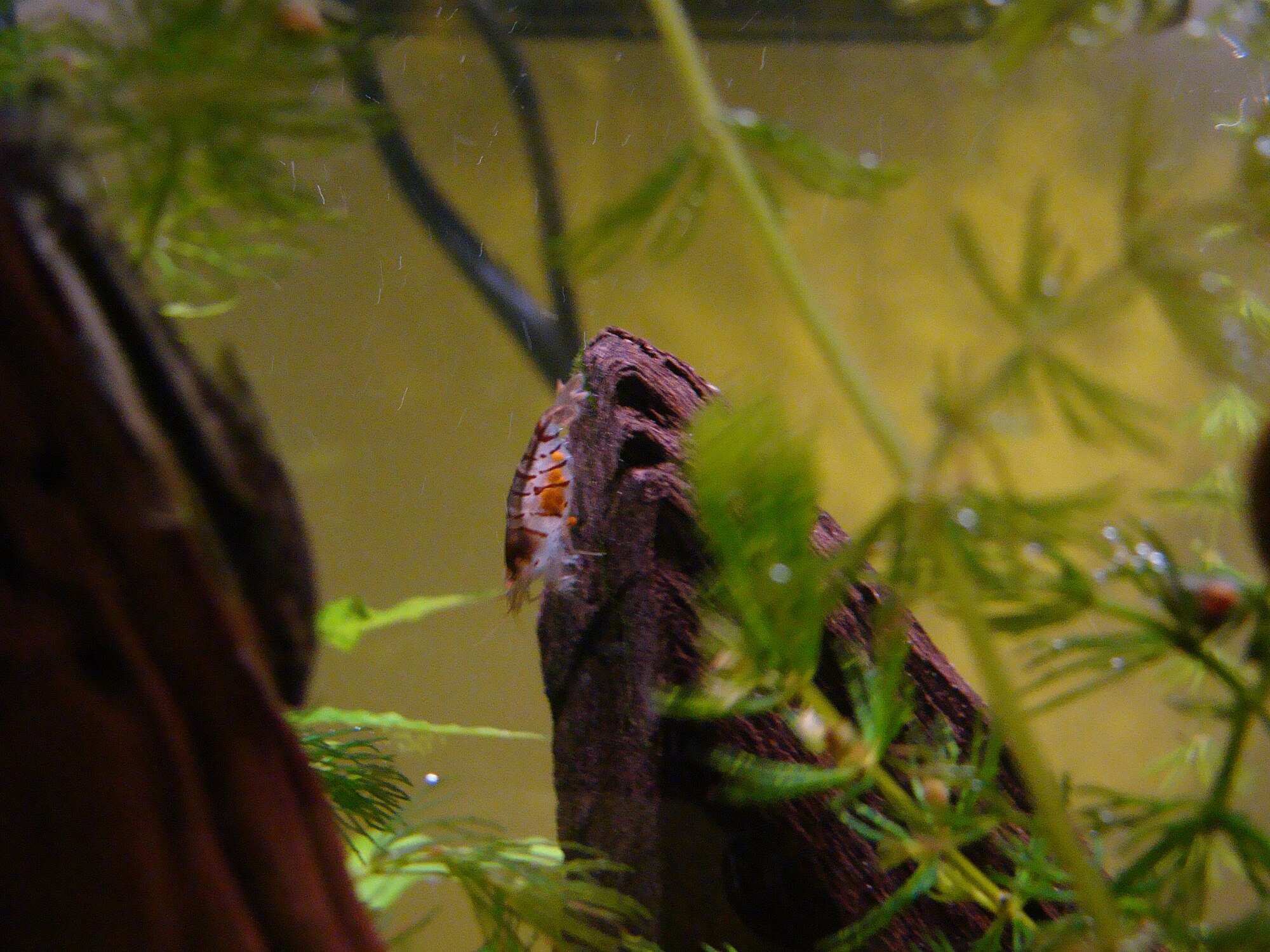 Thumbnail 3 Caridina cantonensis