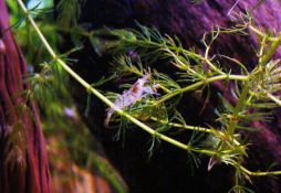 Caridina cantonensis