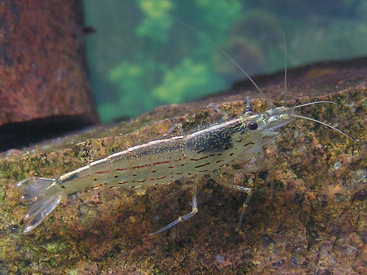 Thumbnail 3 Caridina multidentata