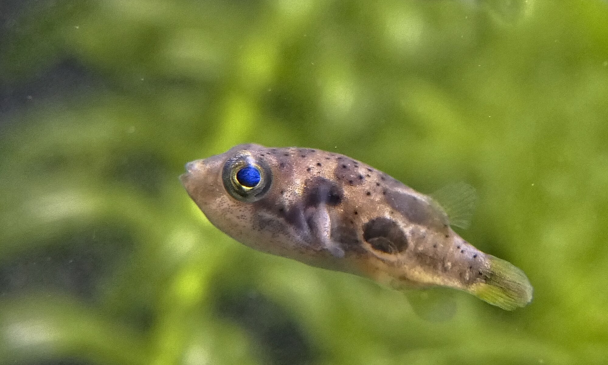 Carinotetraodon travancoricus