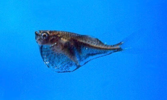 Thumbnail 2 Carnegiella marthae