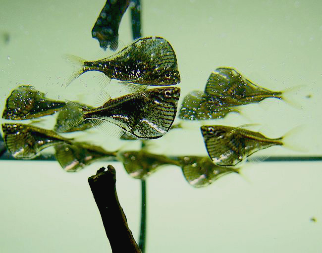 Thumbnail 3 Carnegiella marthae