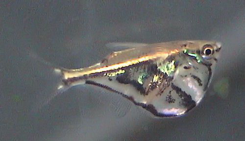 Carnegiella strigata