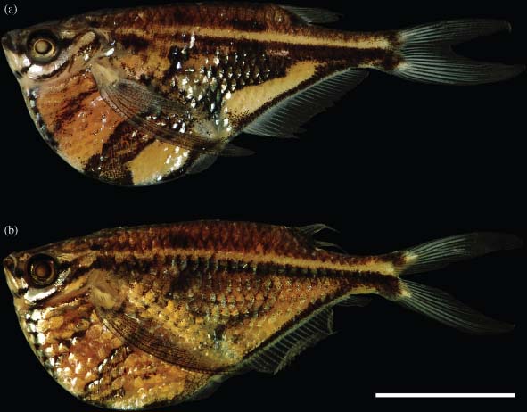 Thumbnail 2 Carnegiella strigata