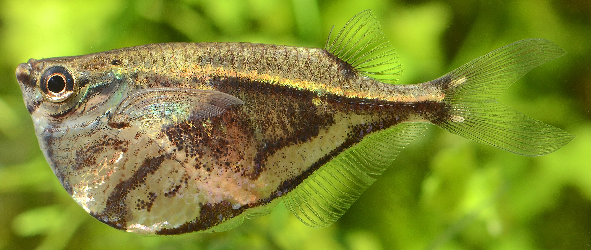 Thumbnail 3 Carnegiella strigata